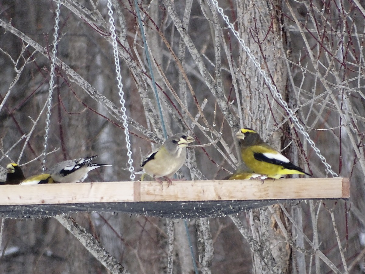 キビタイシメ - ML647025680