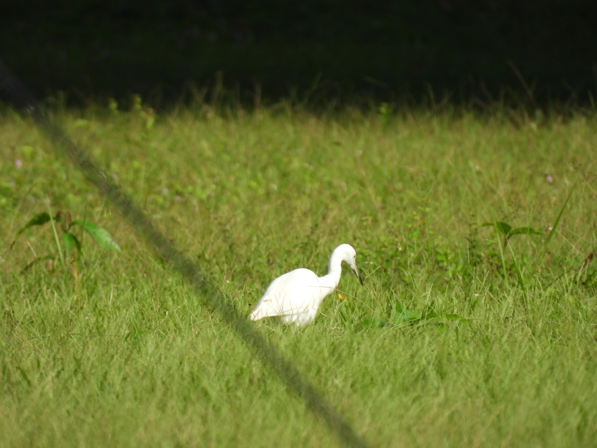Little Blue Heron - ML647025692