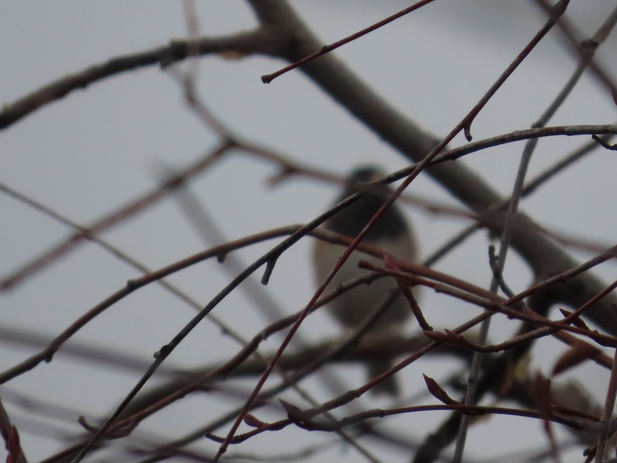 Dark-eyed Junco - ML647025694