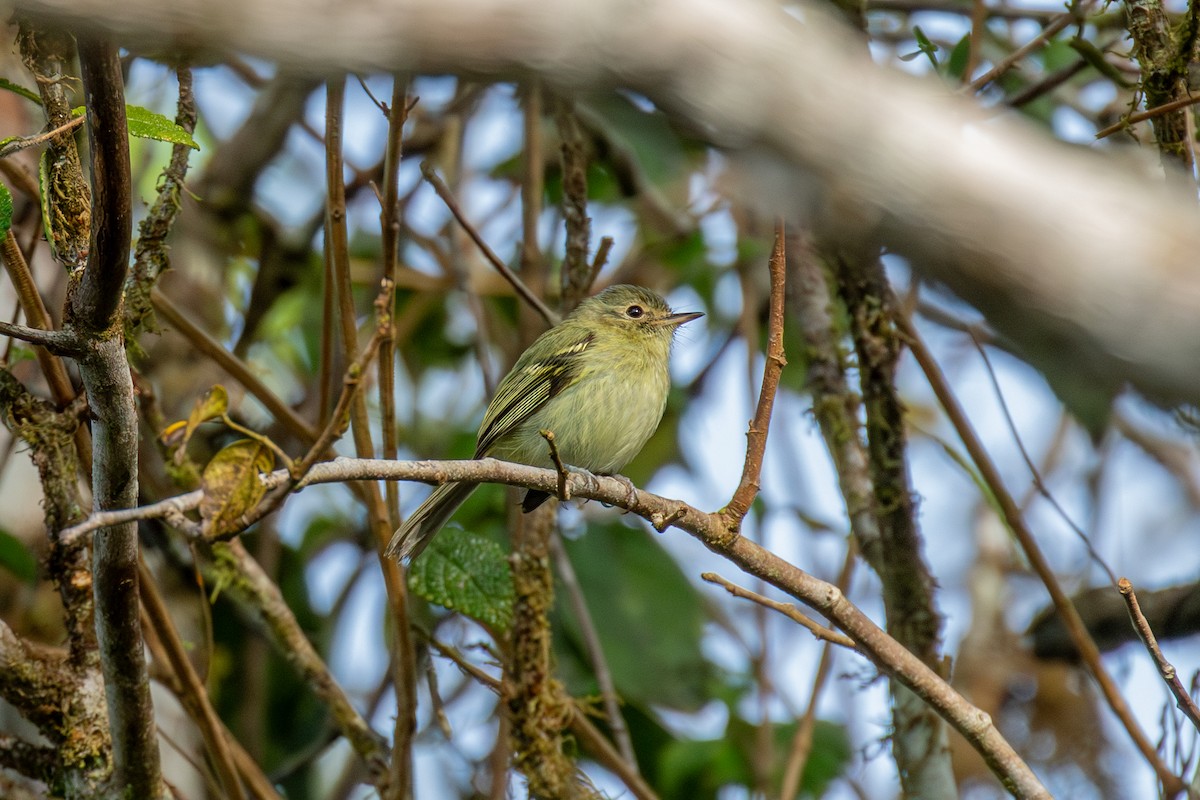 Bahia Tyrannulet - ML647025705