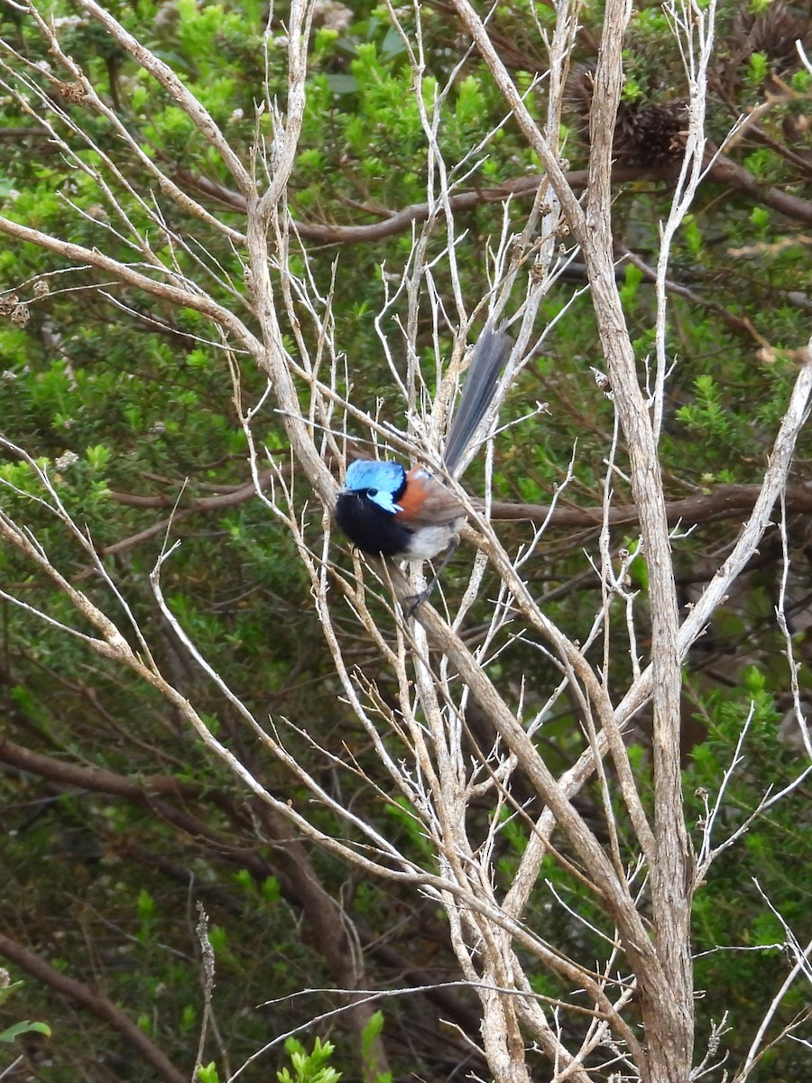 Red-winged Fairywren - ML647025707