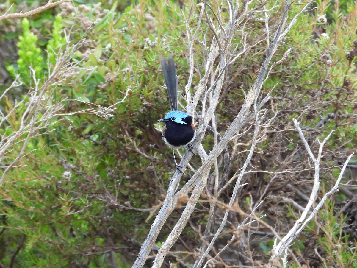Red-winged Fairywren - ML647025708