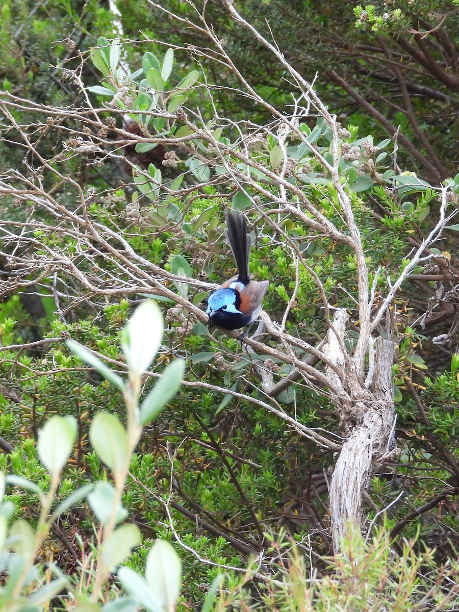 Red-winged Fairywren - ML647025709