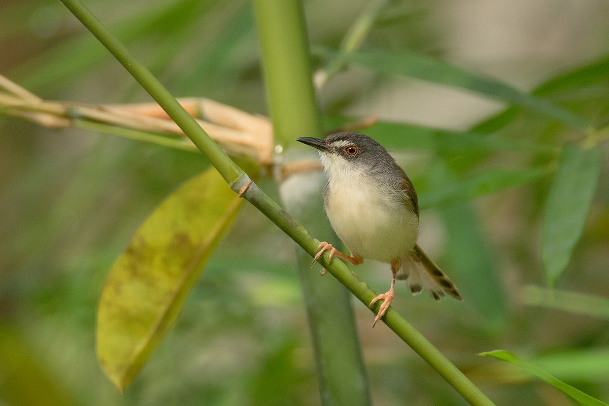 brunryggprinia - ML64702571