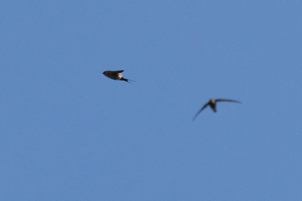Eastern Red-rumped Swallow (Striated) - ML647025710