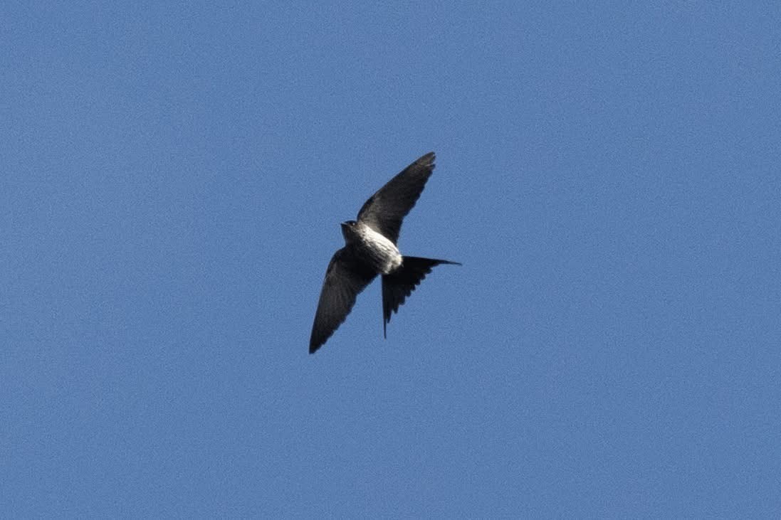 Eastern Red-rumped Swallow (Striated) - ML647025711