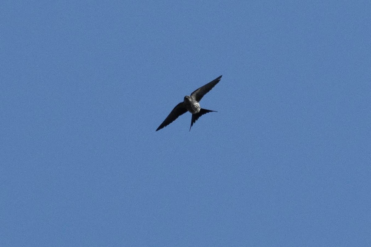 Eastern Red-rumped Swallow (Striated) - ML647025712