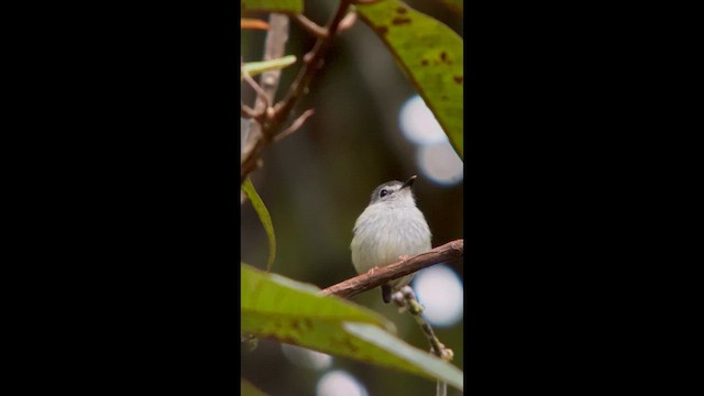 Mosqueta Capirotada - ML647025721