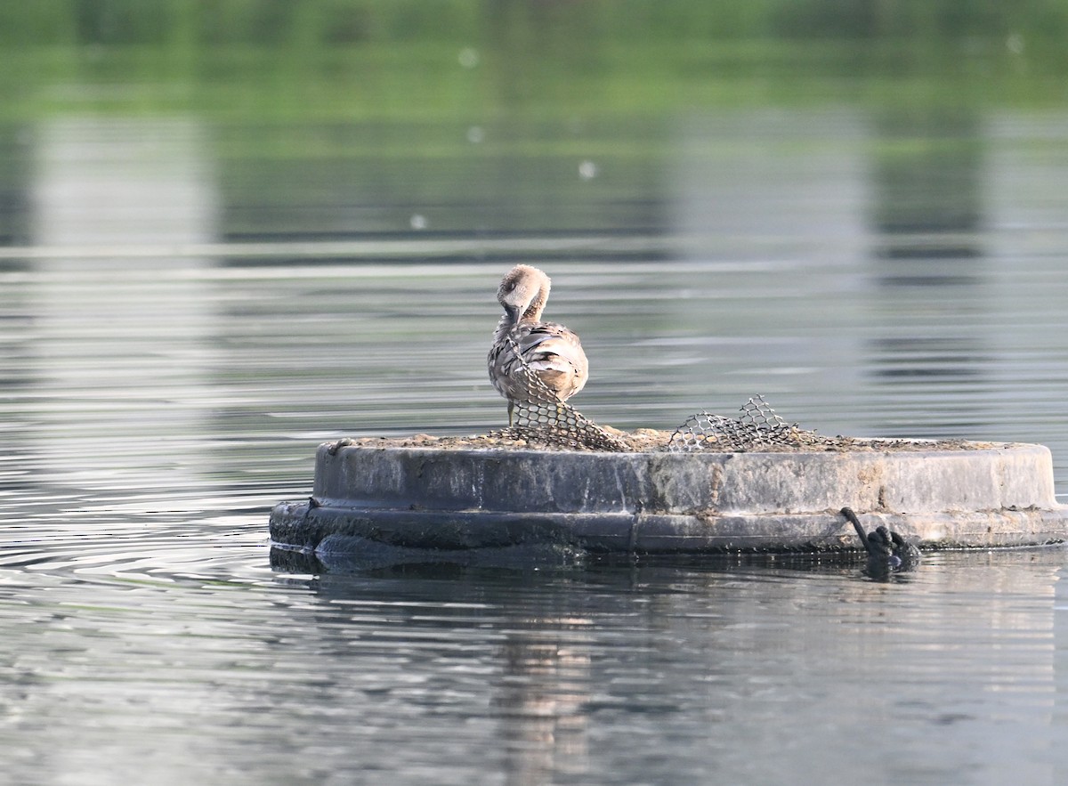 Marbled Duck - ML647025726