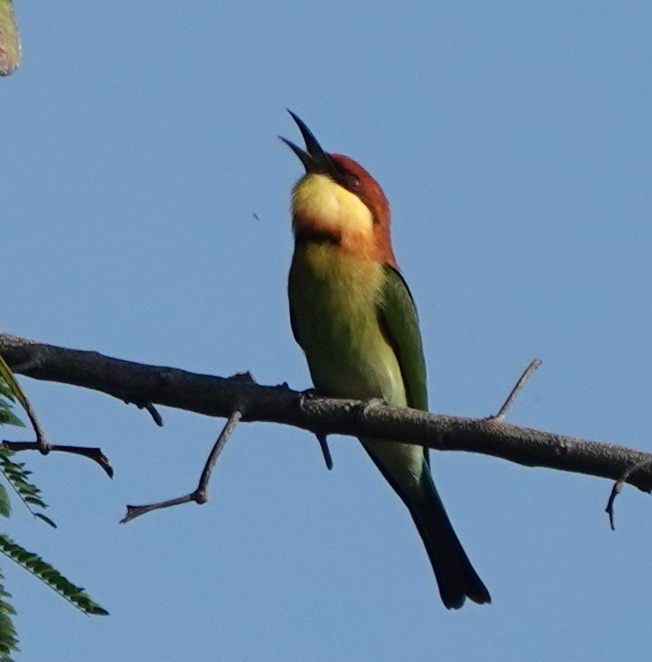 bengalbieter - ML647025727