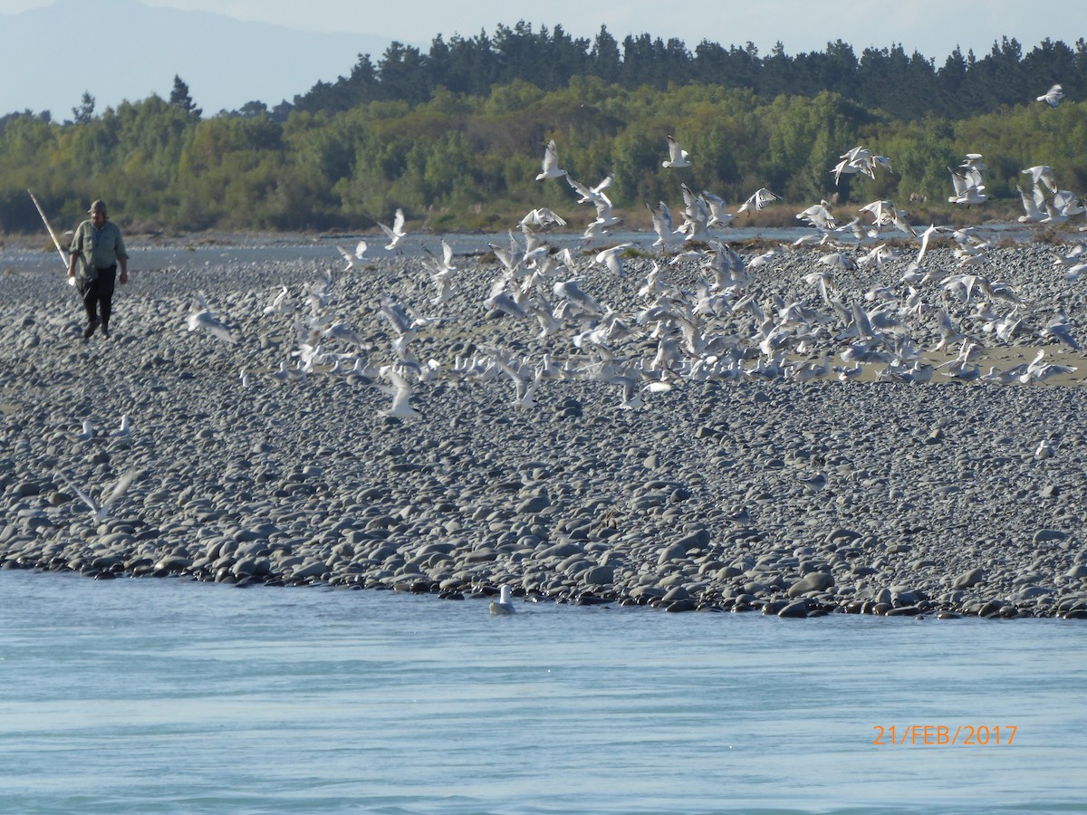 シロビタイアジサシ - ML647025728