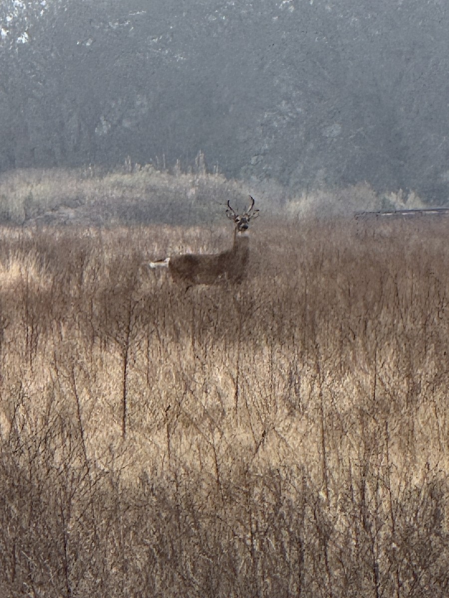 Animals - ML647025729