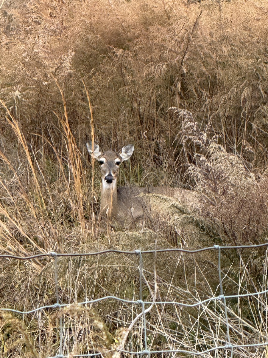 Animals - ML647025730