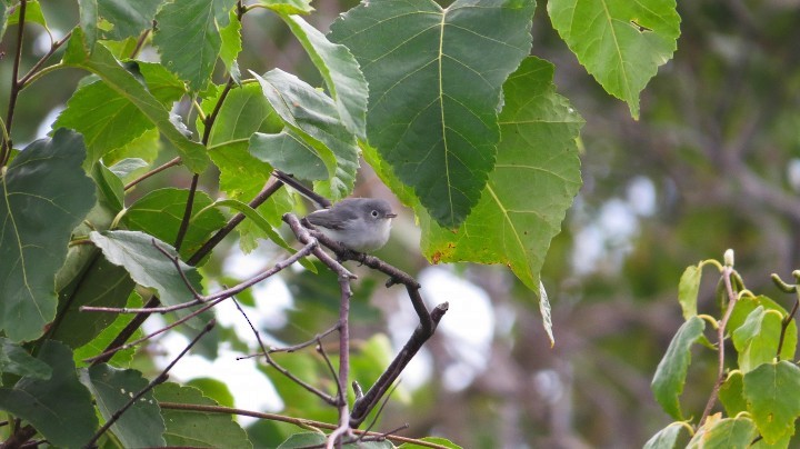 Gökrengi Bitkuşu - ML647025731