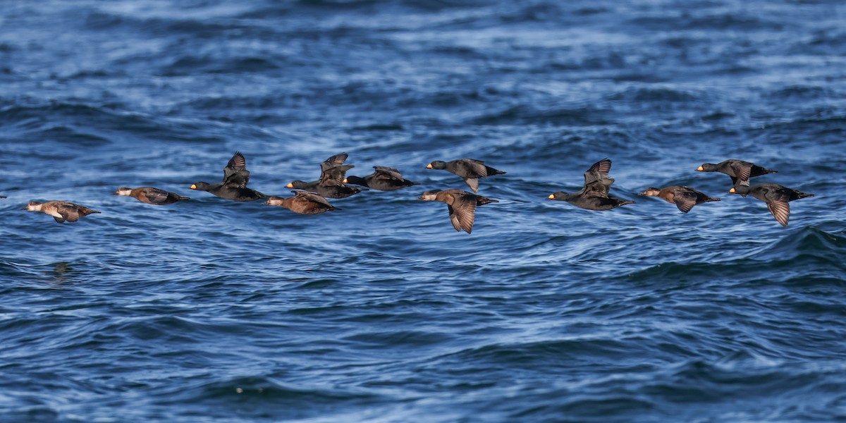 Black Scoter - ML647025733