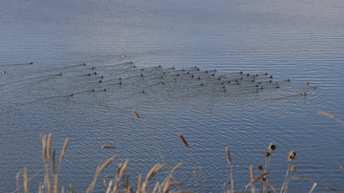 Gänsesäger - ML647025734