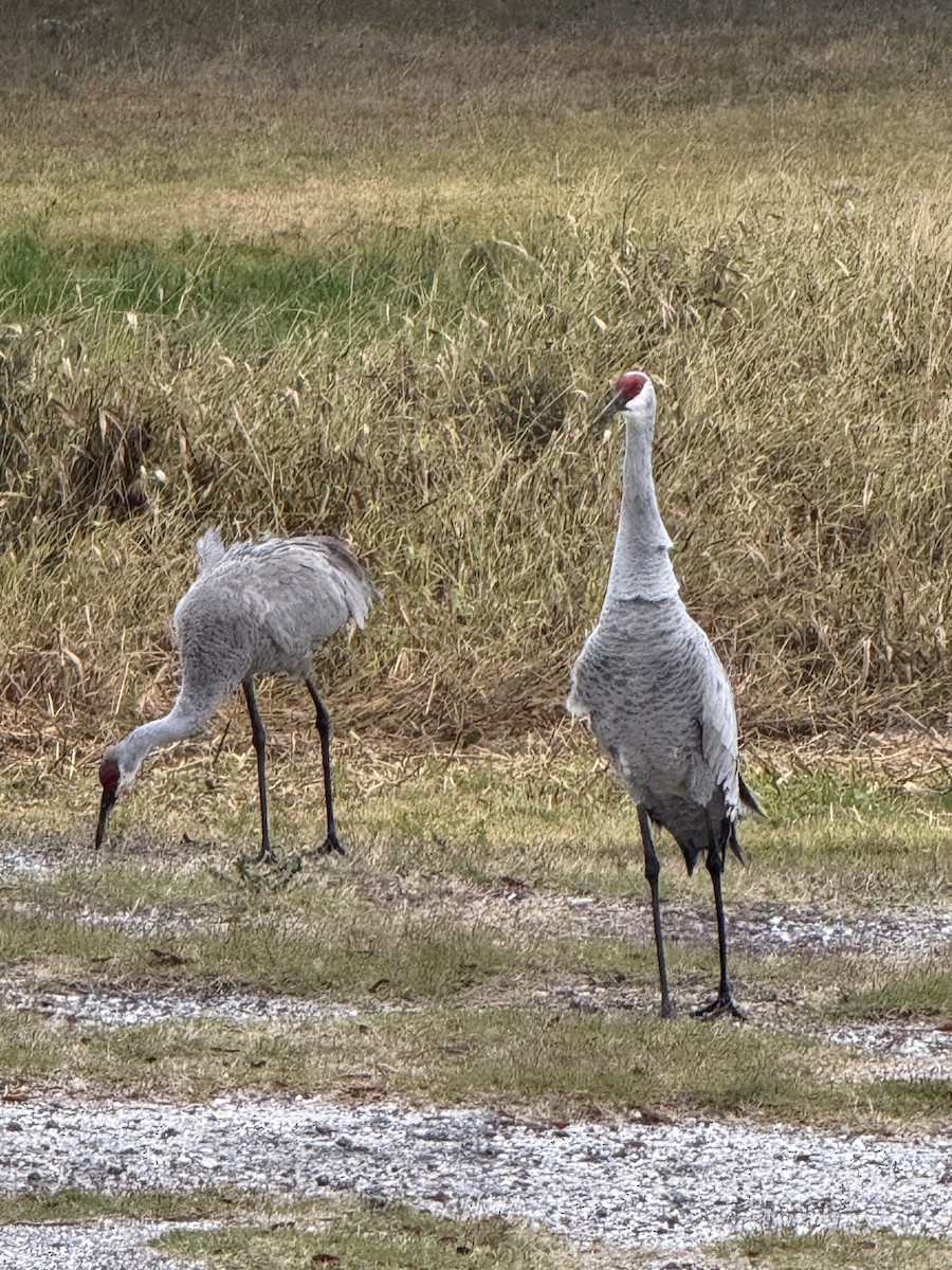 Sandhill Crane - ML647025735