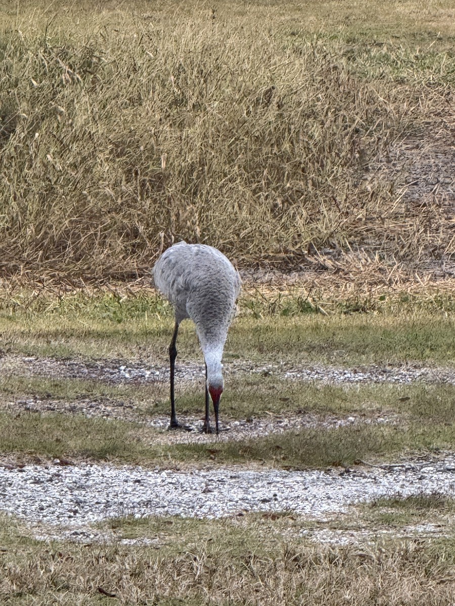Sandhill Crane - ML647025736