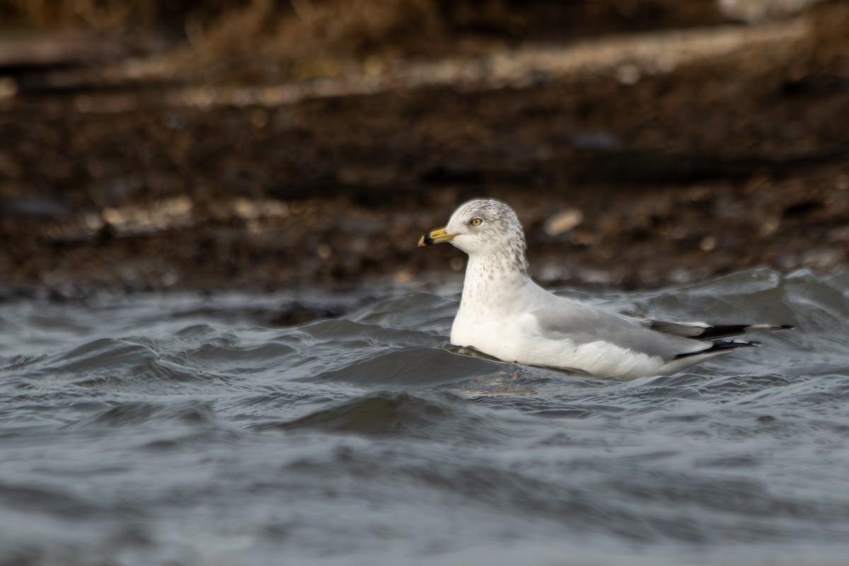 クロワカモメ - ML647025740