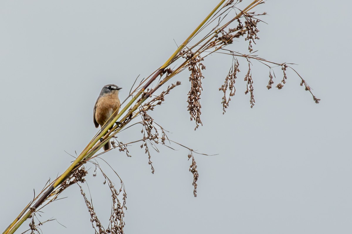 Gray-backed Tachuri - ML647025741