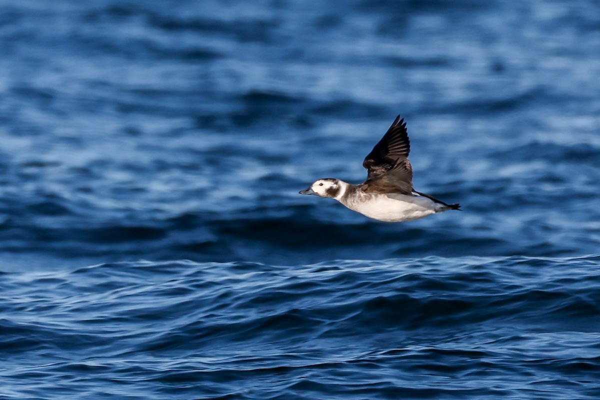 Long-tailed Duck - ML647025743