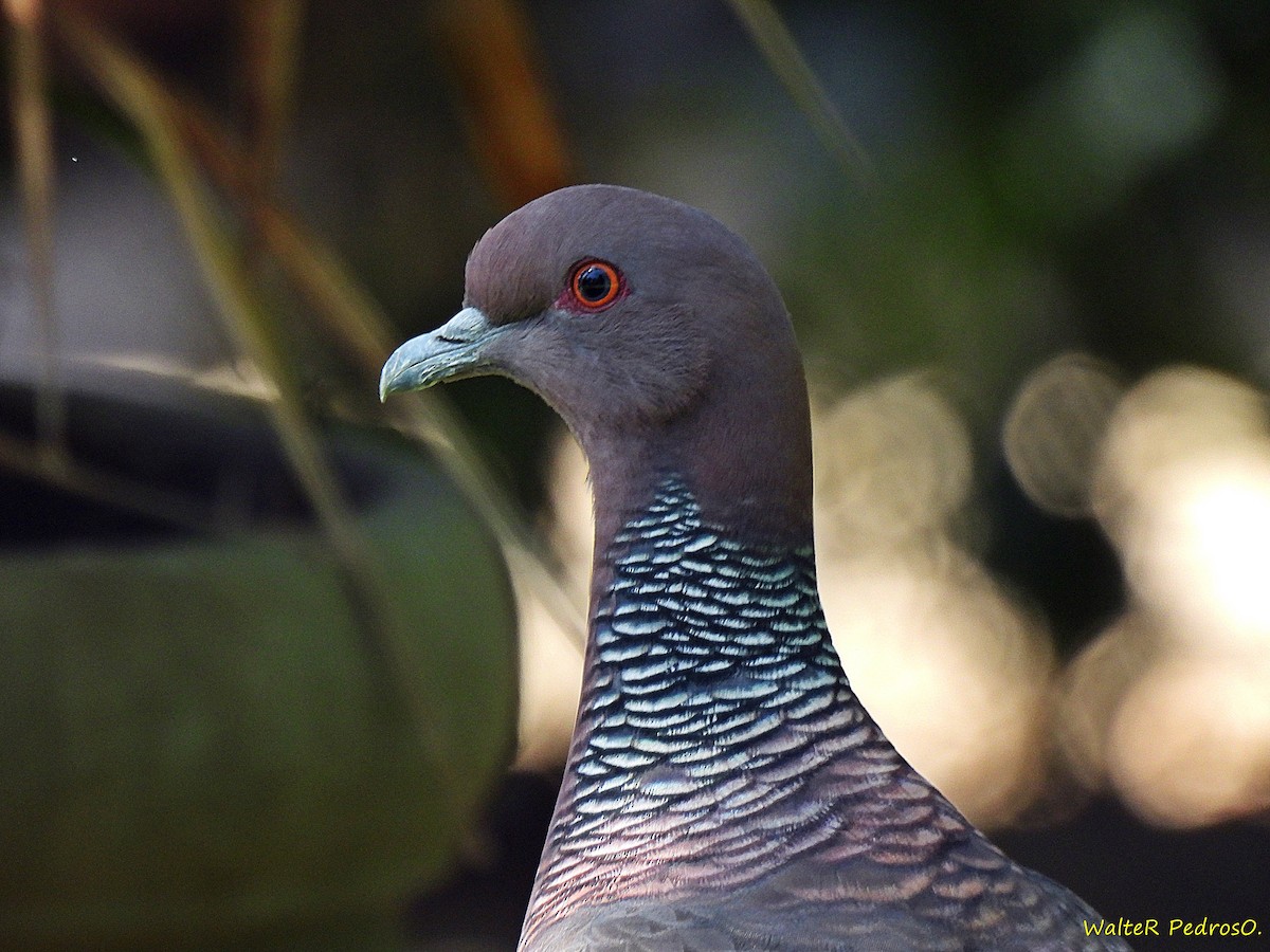 Paloma Picazuró - ML647025744