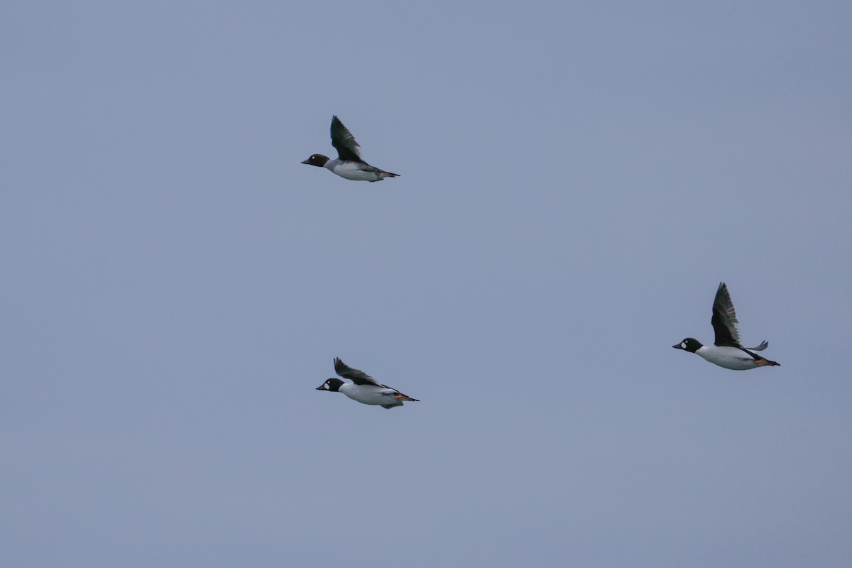 Common Goldeneye - ML647025749