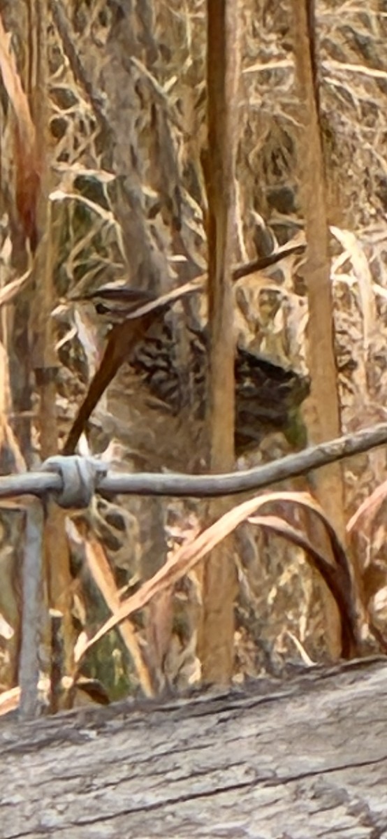 Тростниковый крапивник - ML647025751