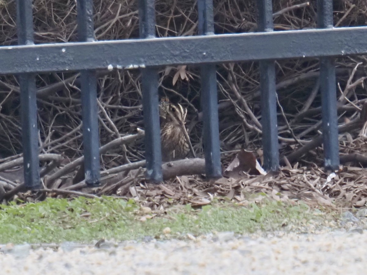 Wilson's Snipe - ML647025752