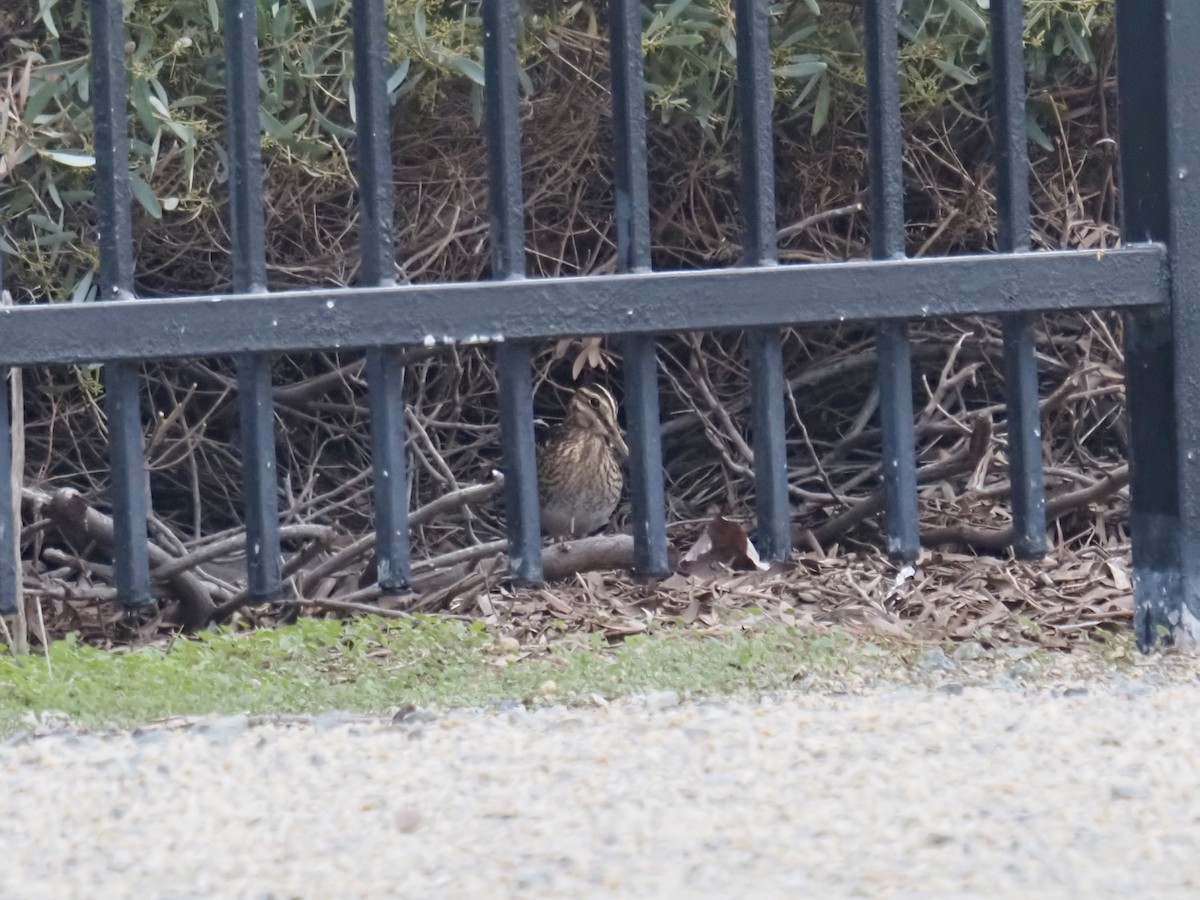 Wilson's Snipe - ML647025753