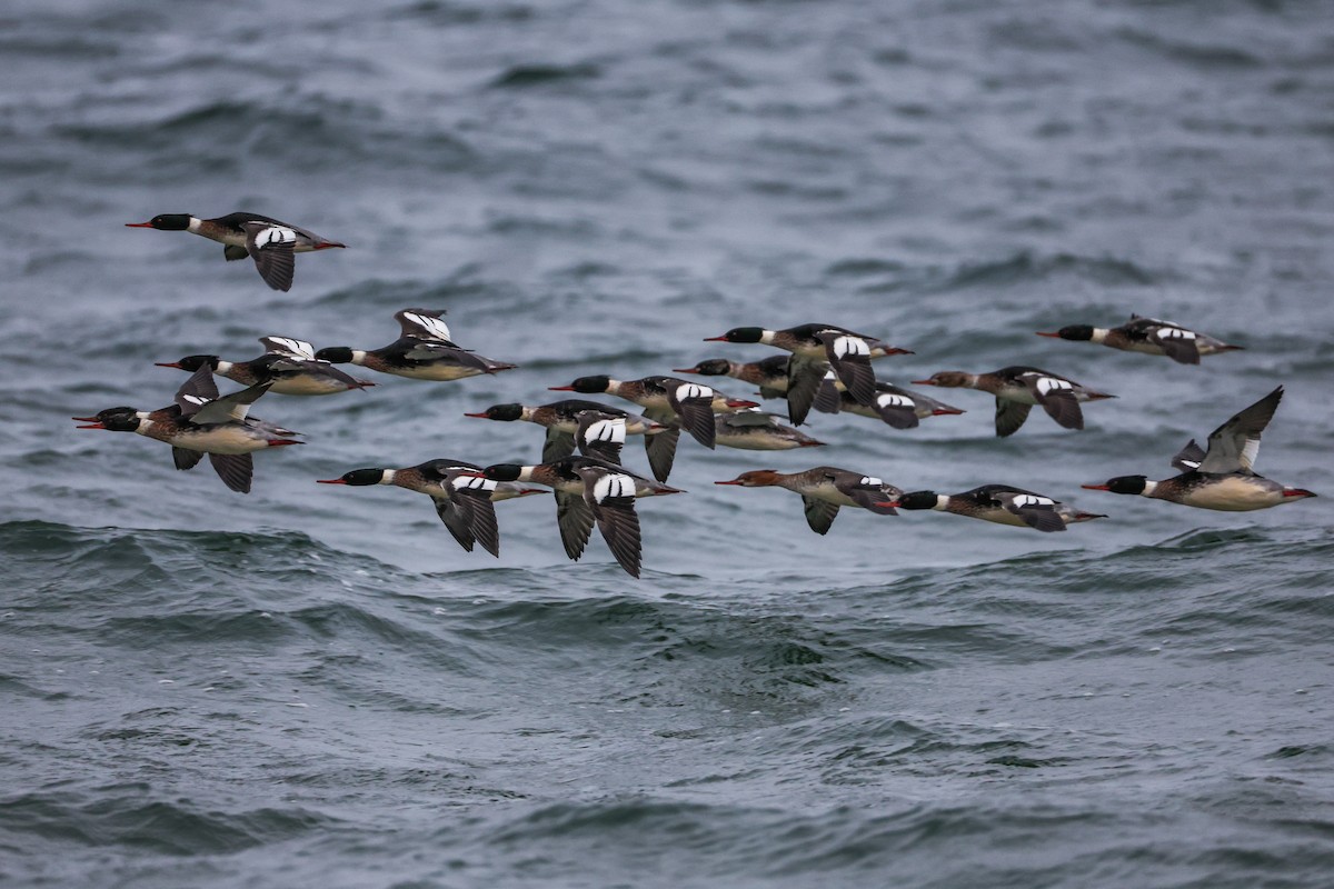 Red-breasted Merganser - ML647025755