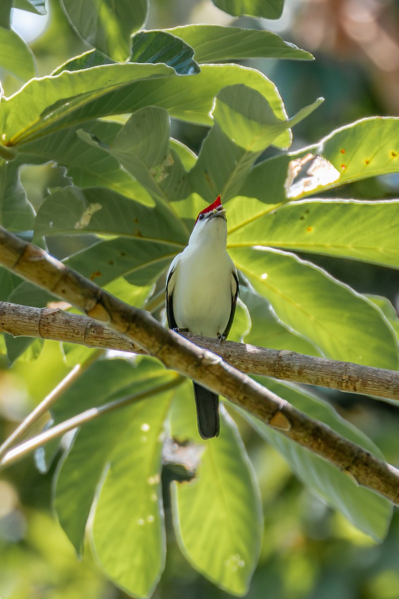 Araripe Manakin - ML647025769