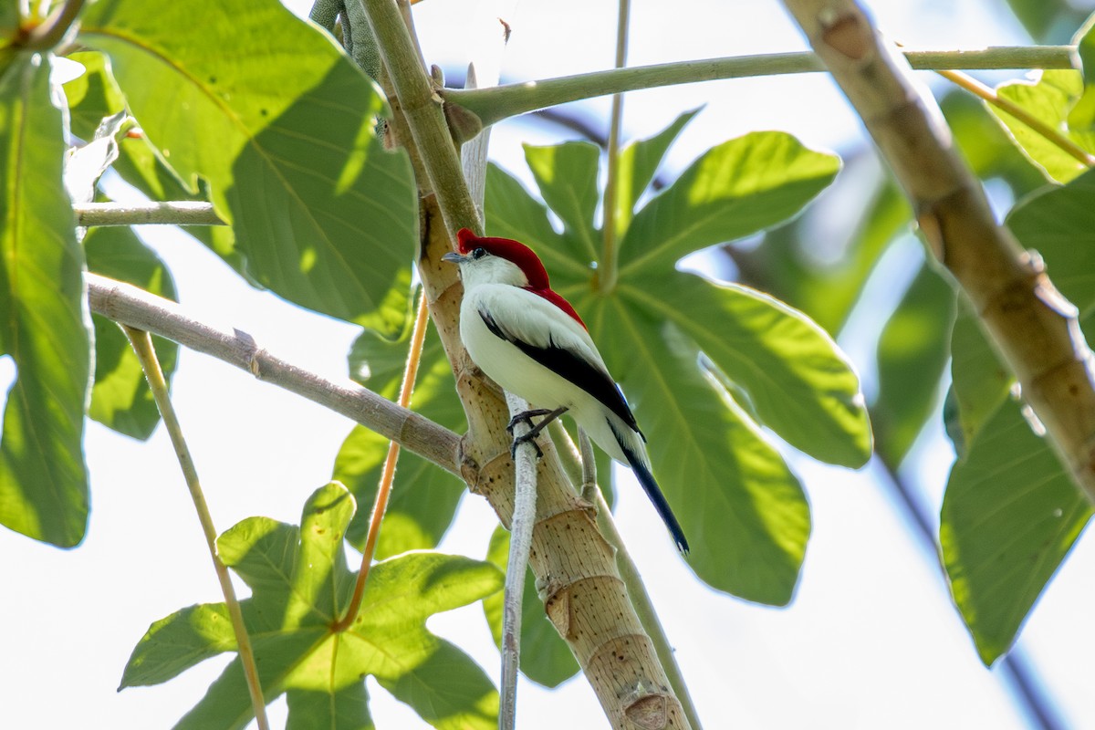 Araripe Manakin - ML647025770