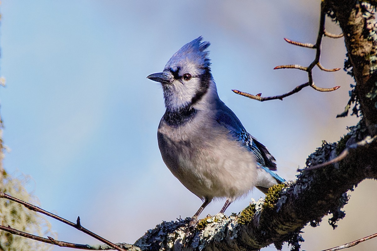 Blue Jay - ML647025787