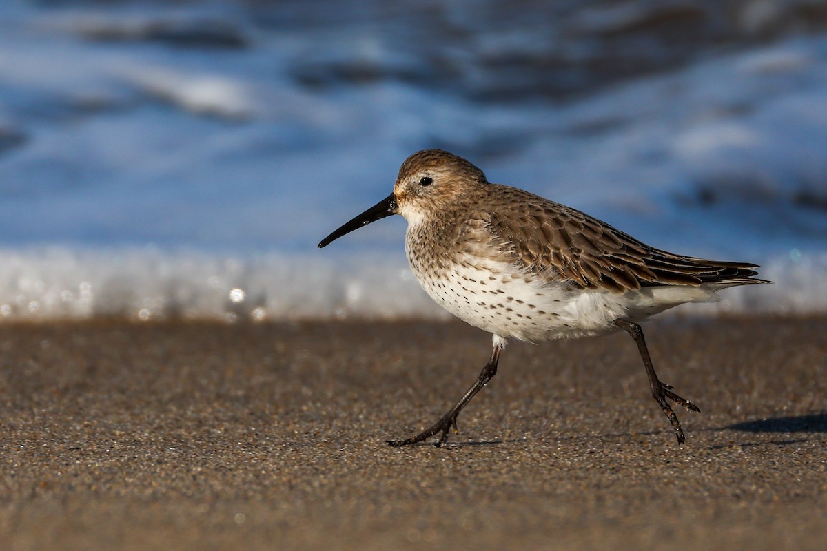 Dunlin - ML647025788