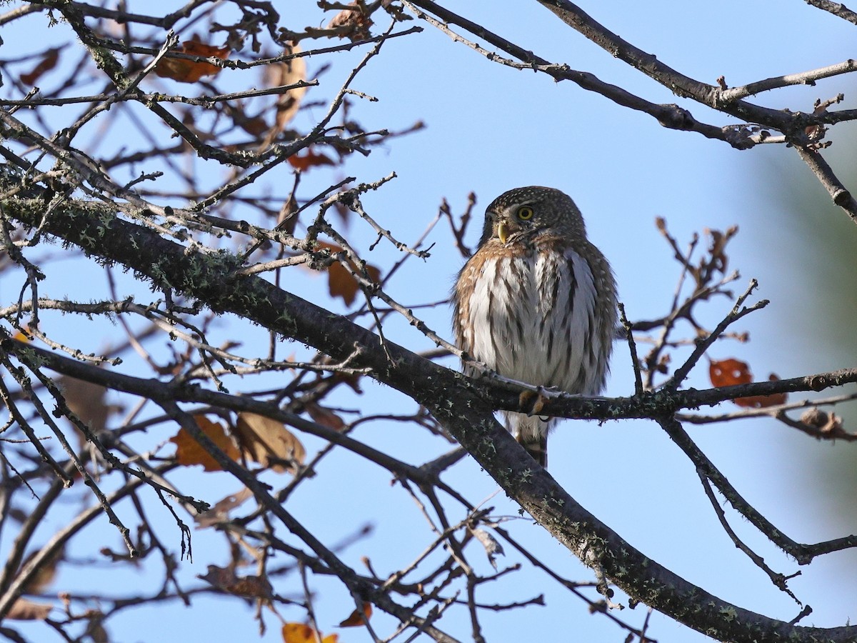 Gnomenzwergkauz - ML647025797