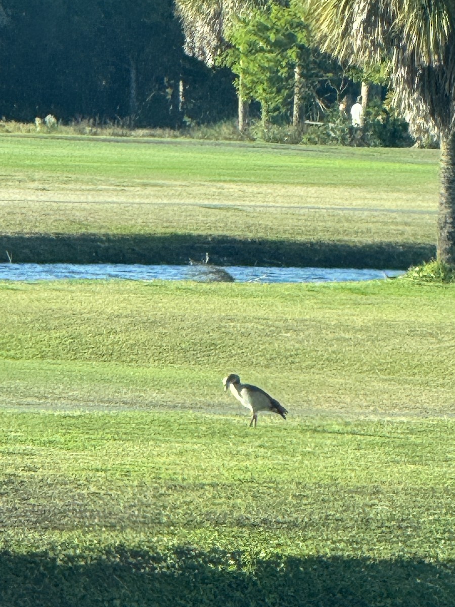Egyptian Goose - ML647025804