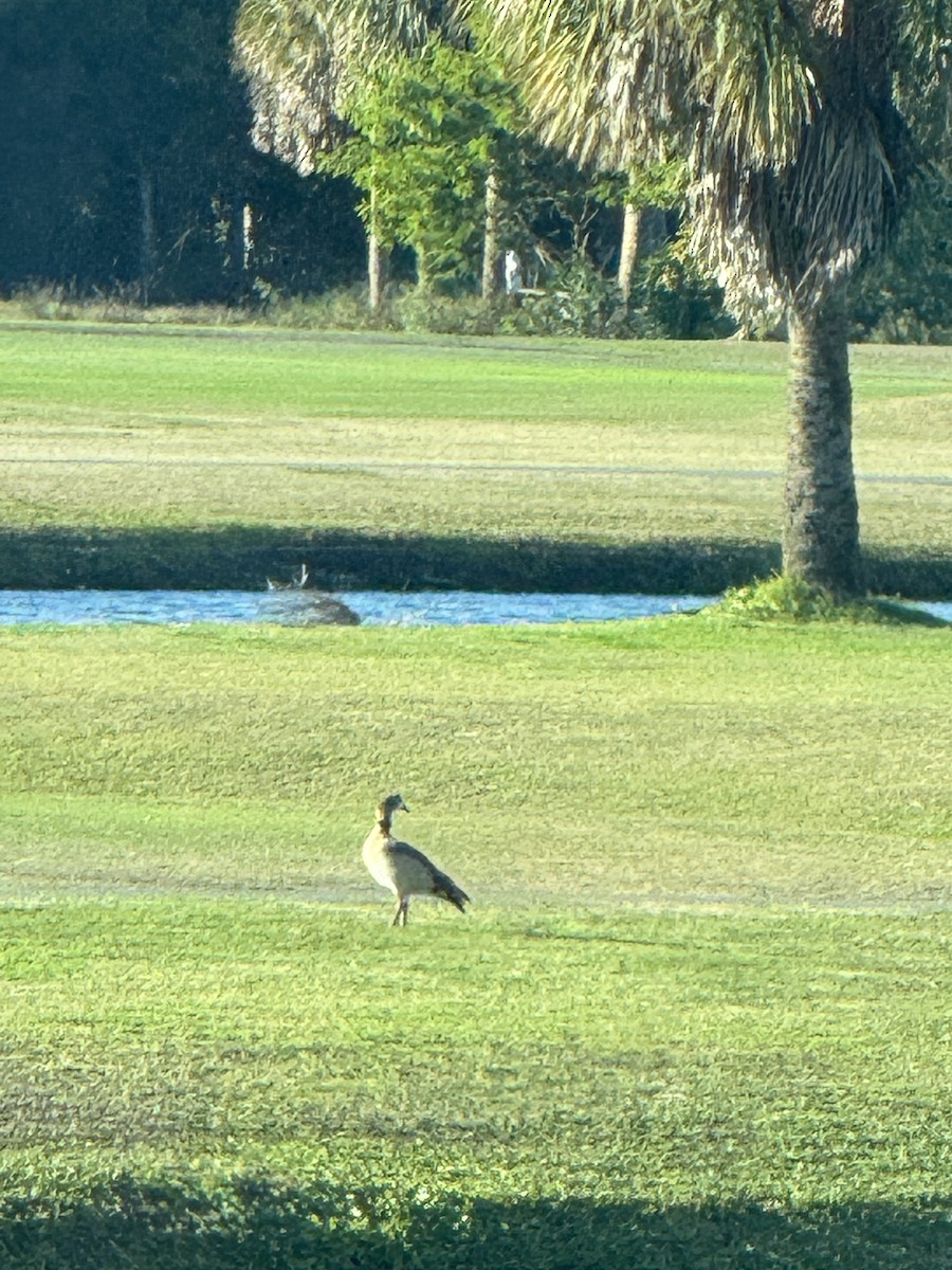 Egyptian Goose - ML647025805