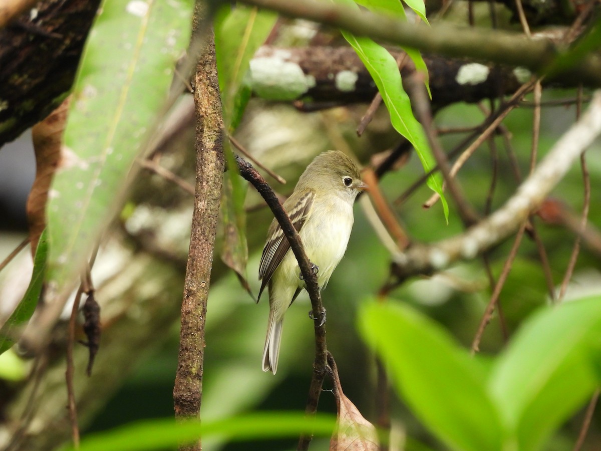 Least Flycatcher - ML647025807
