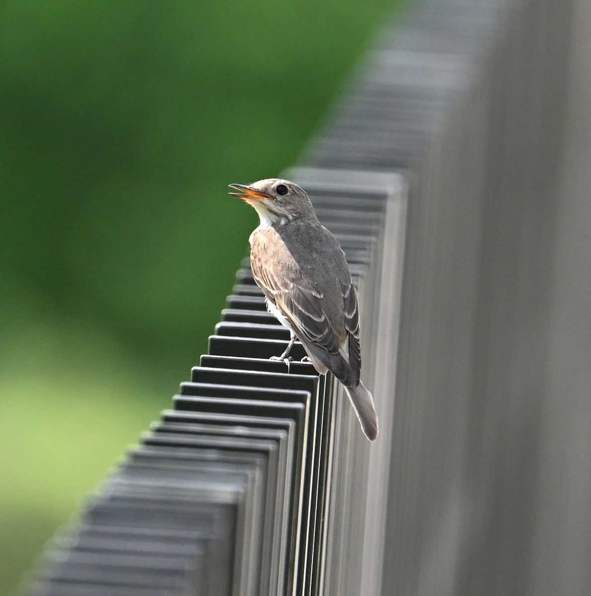 Spotted Flycatcher (Spotted) - ML647025811