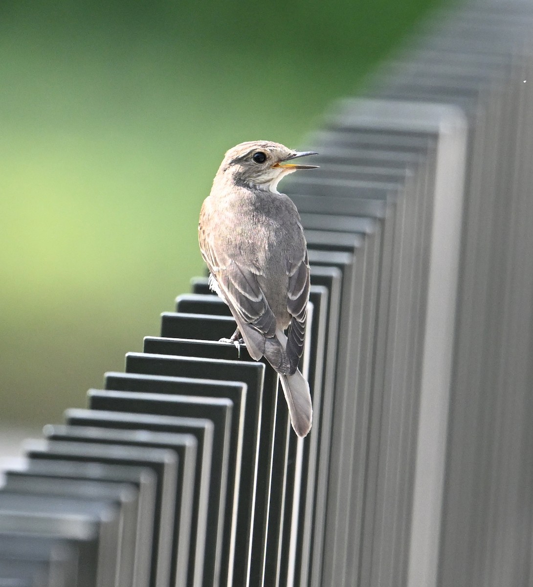 Spotted Flycatcher (Spotted) - ML647025812