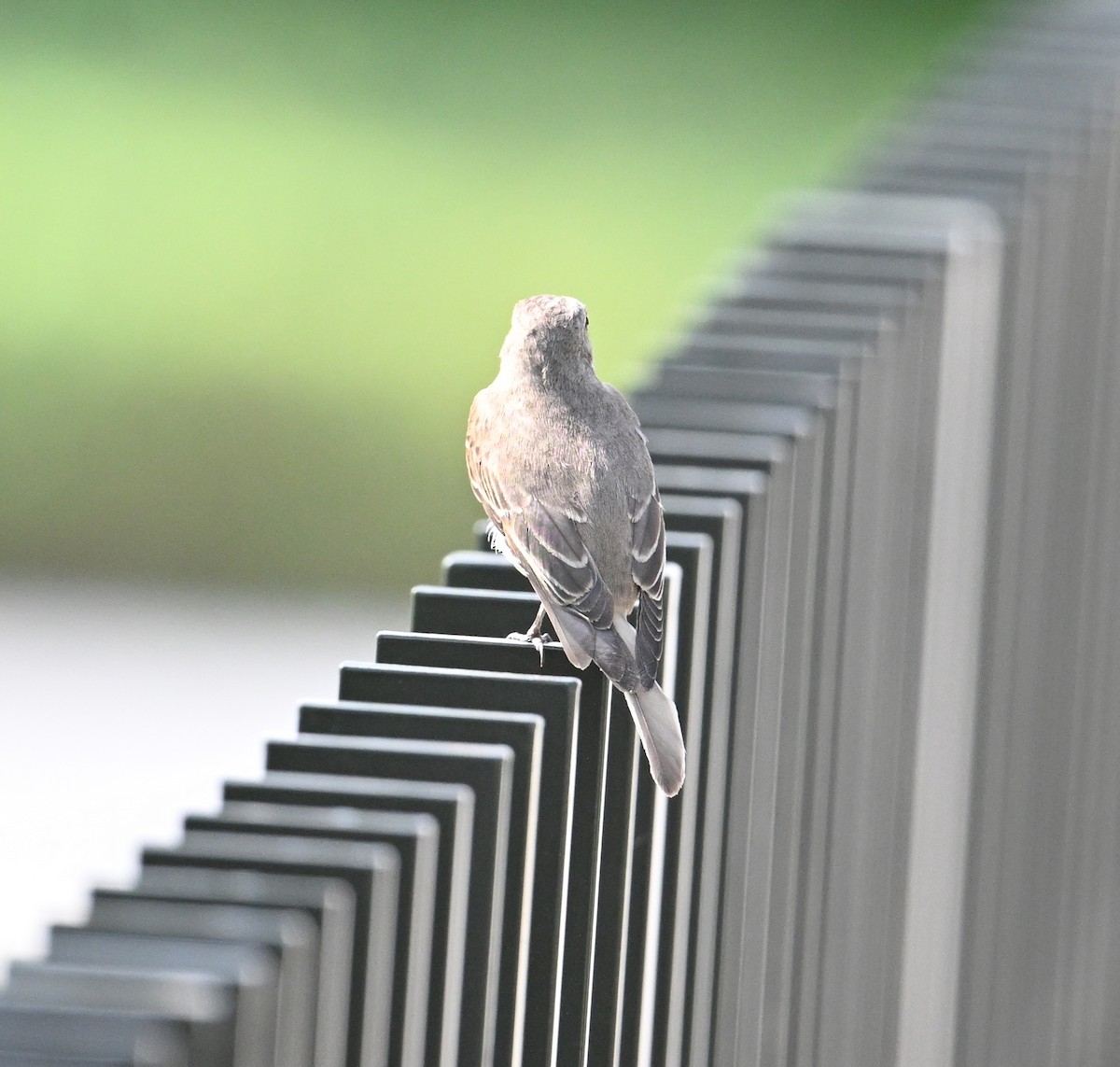 Spotted Flycatcher (Spotted) - ML647025813