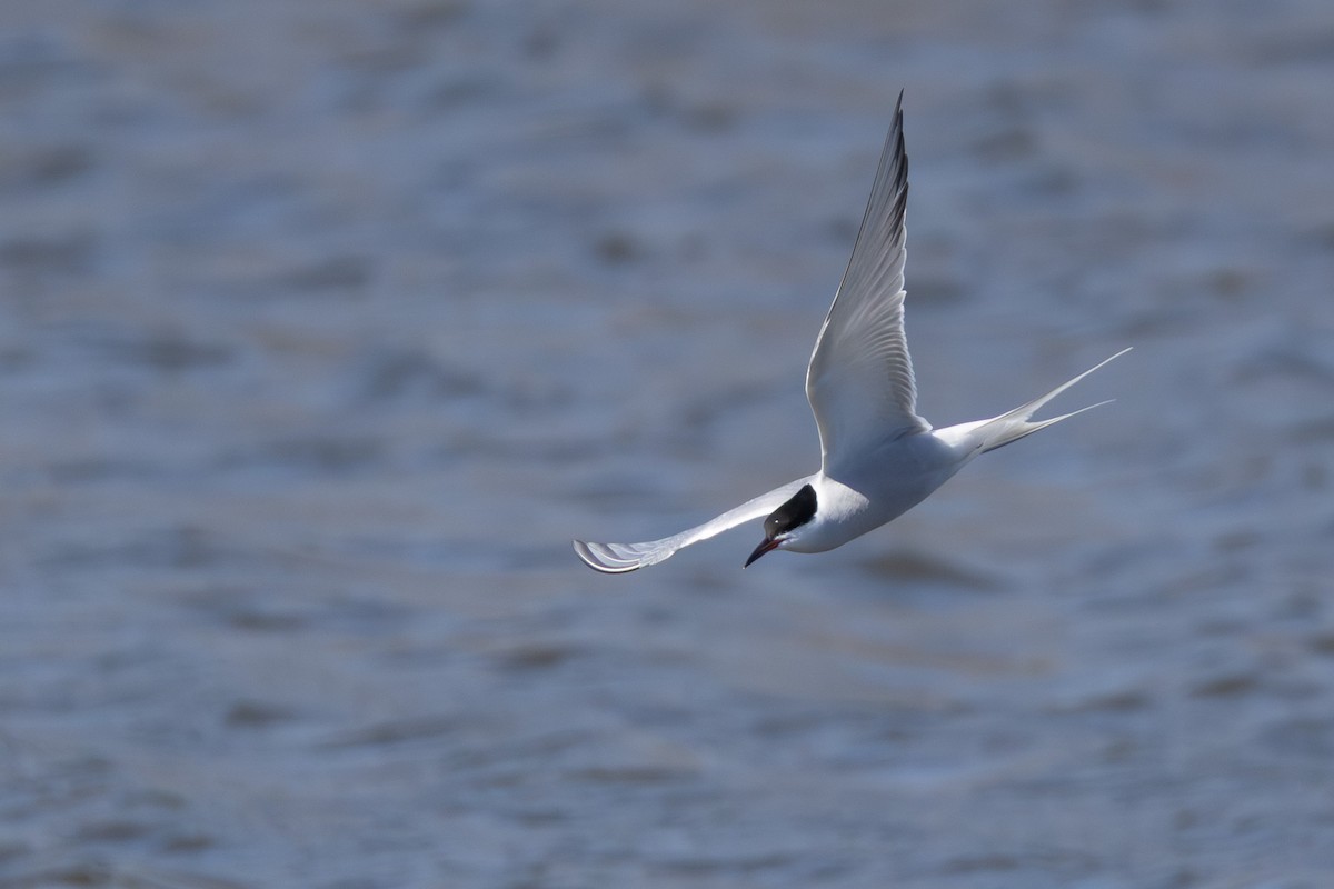 Common Tern - ML647025814