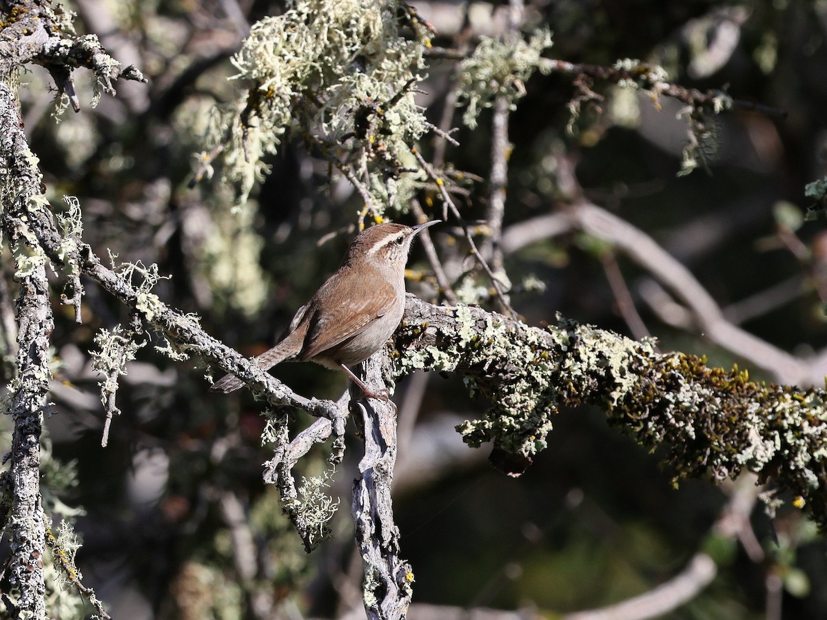 Buschzaunkönig - ML647025815