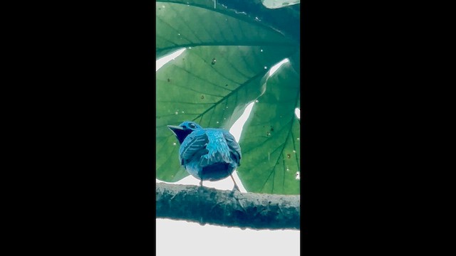 Cotinga Azul - ML647025826