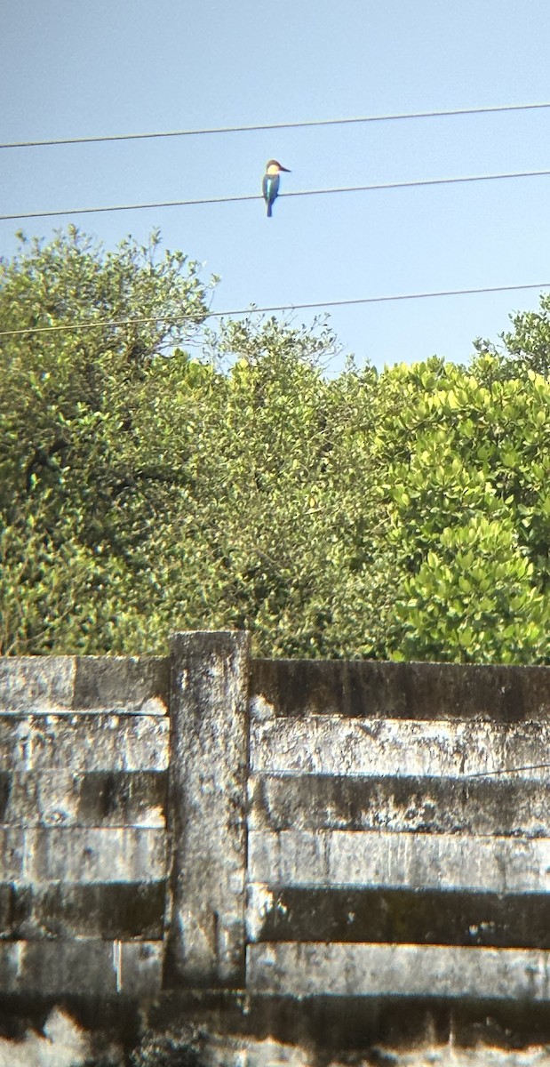 ledňáček čápozobý - ML647025829