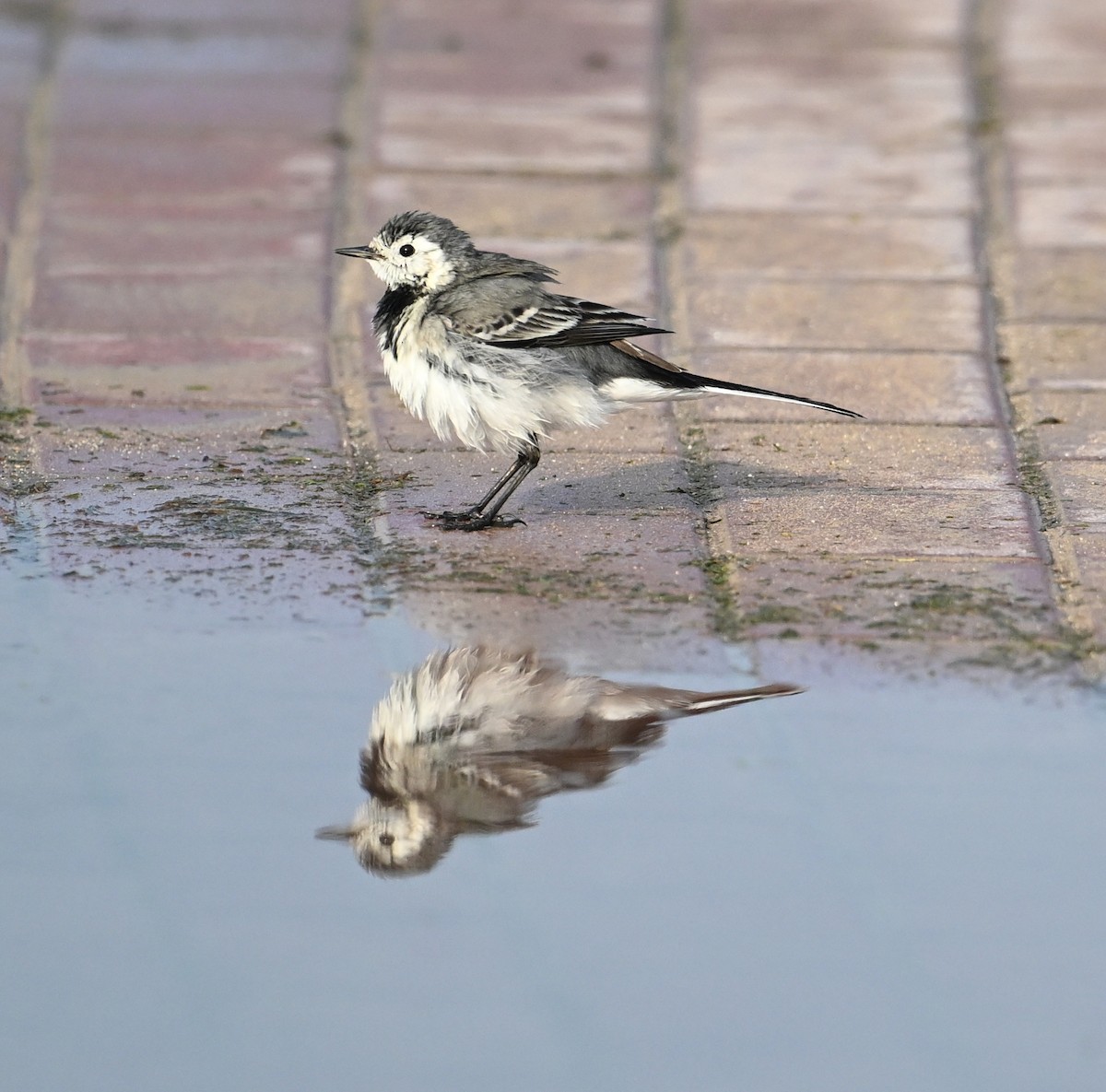 White Wagtail (White-faced) - ML647025830