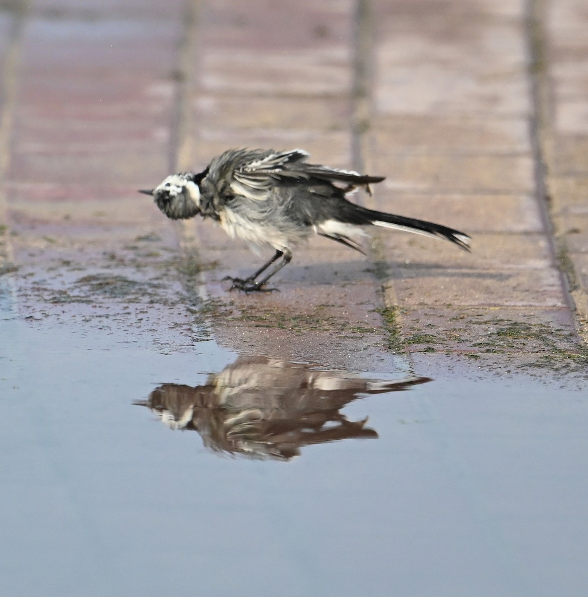 White Wagtail (White-faced) - ML647025831