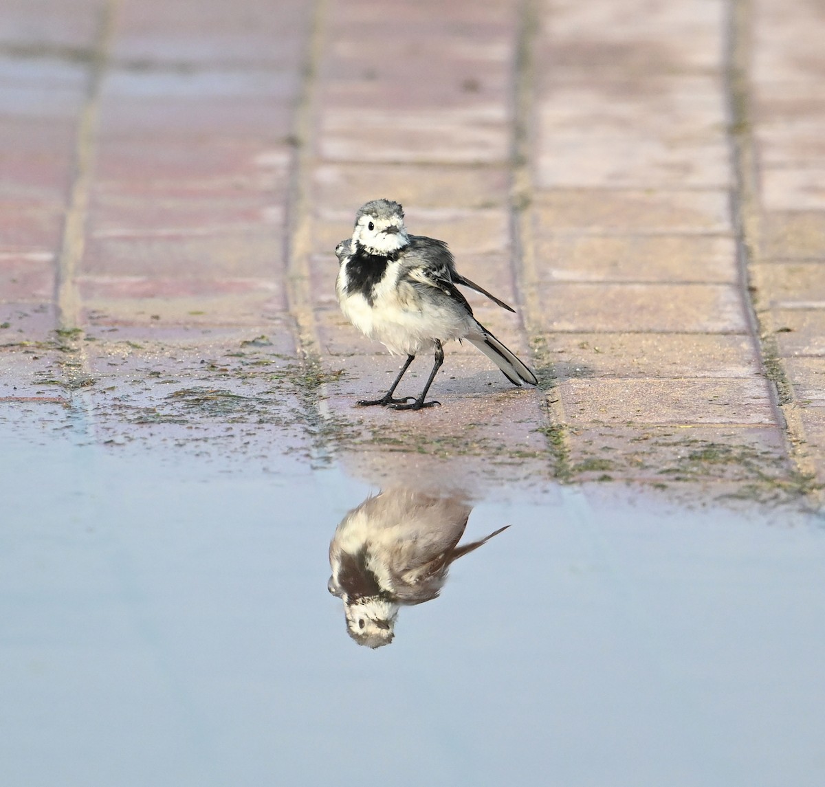 White Wagtail (White-faced) - ML647025832