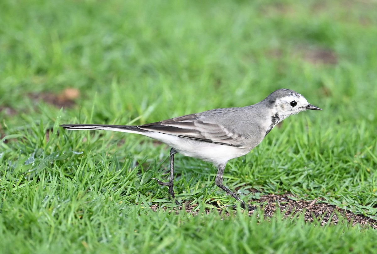 White Wagtail (White-faced) - ML647025833